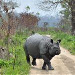 World Rhino Day Celebrated, Assam home to the largest number of One-Horned Rhinoceros