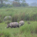 Kaziranga National Park To Open For Tourists From October 21, Only Jeep Safari To Be Allowed