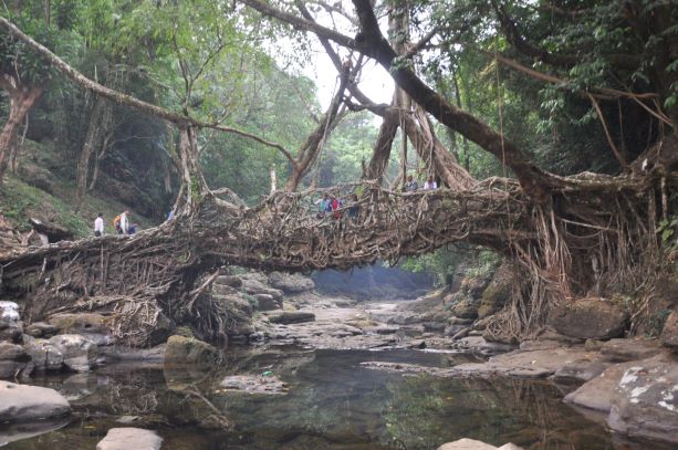 Root Bridge