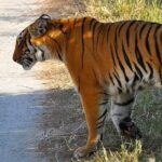 Tigress Mauls Zoo Attendant In Arunachal Pradesh