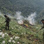 Manipur Anti-Narcotics Drive: 55 Acres of Illegal Poppy Cultivation Destroyed in Kamjong & Kangpokpi