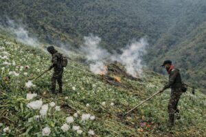 Manipur Anti-Narcotics Drive: 55 Acres of Illegal Poppy Cultivation Destroyed in Kamjong & Kangpokpi